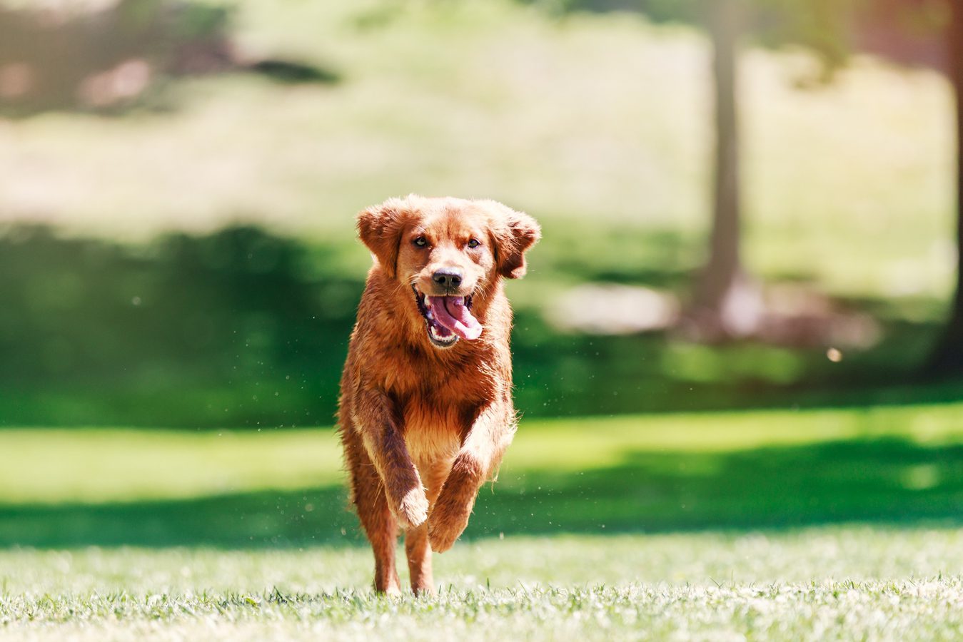 Pet Photography gallery